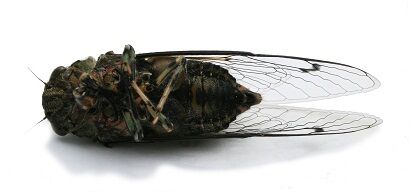 Död fluga